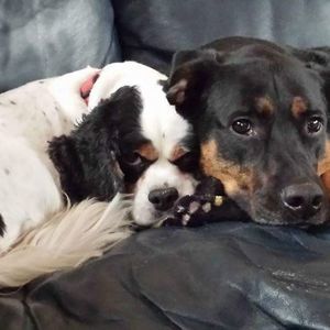 Meet your Posher, Emma